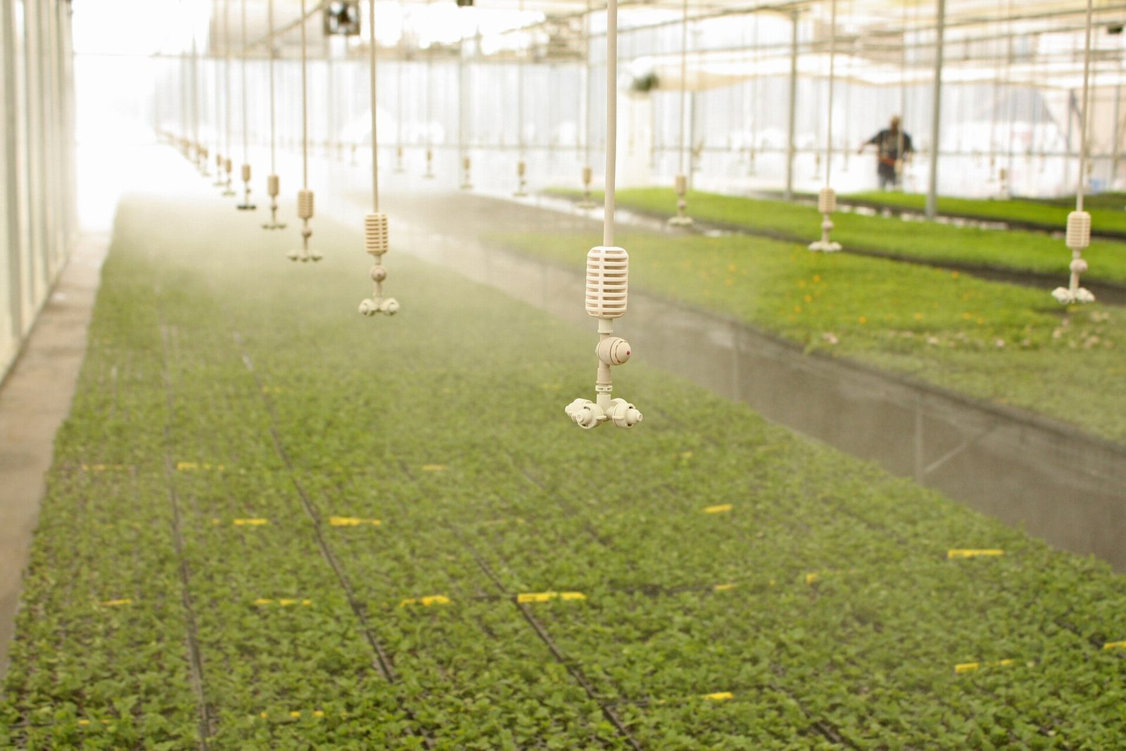 rega no cultivo mineral frequencia inteligente