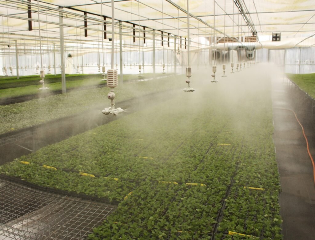 ambiente crop steering temperatura umidade rega