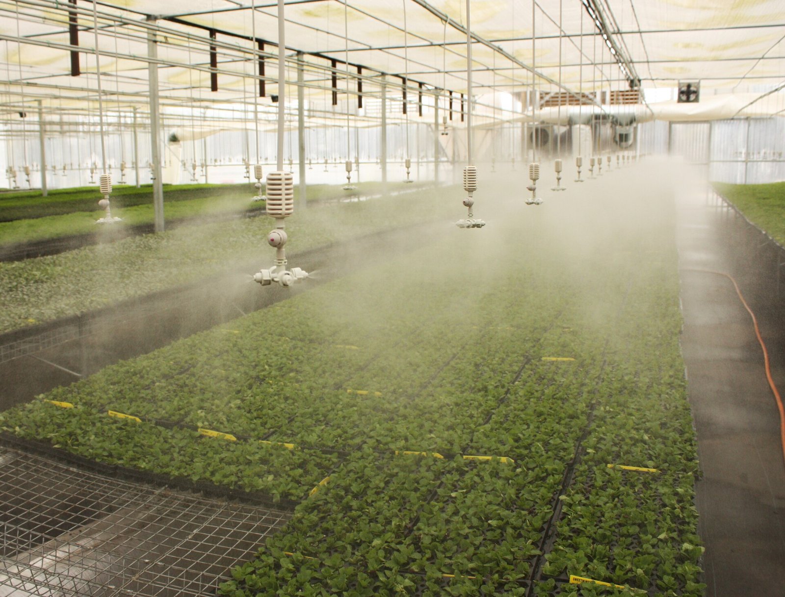 ambiente crop steering temperatura umidade rega