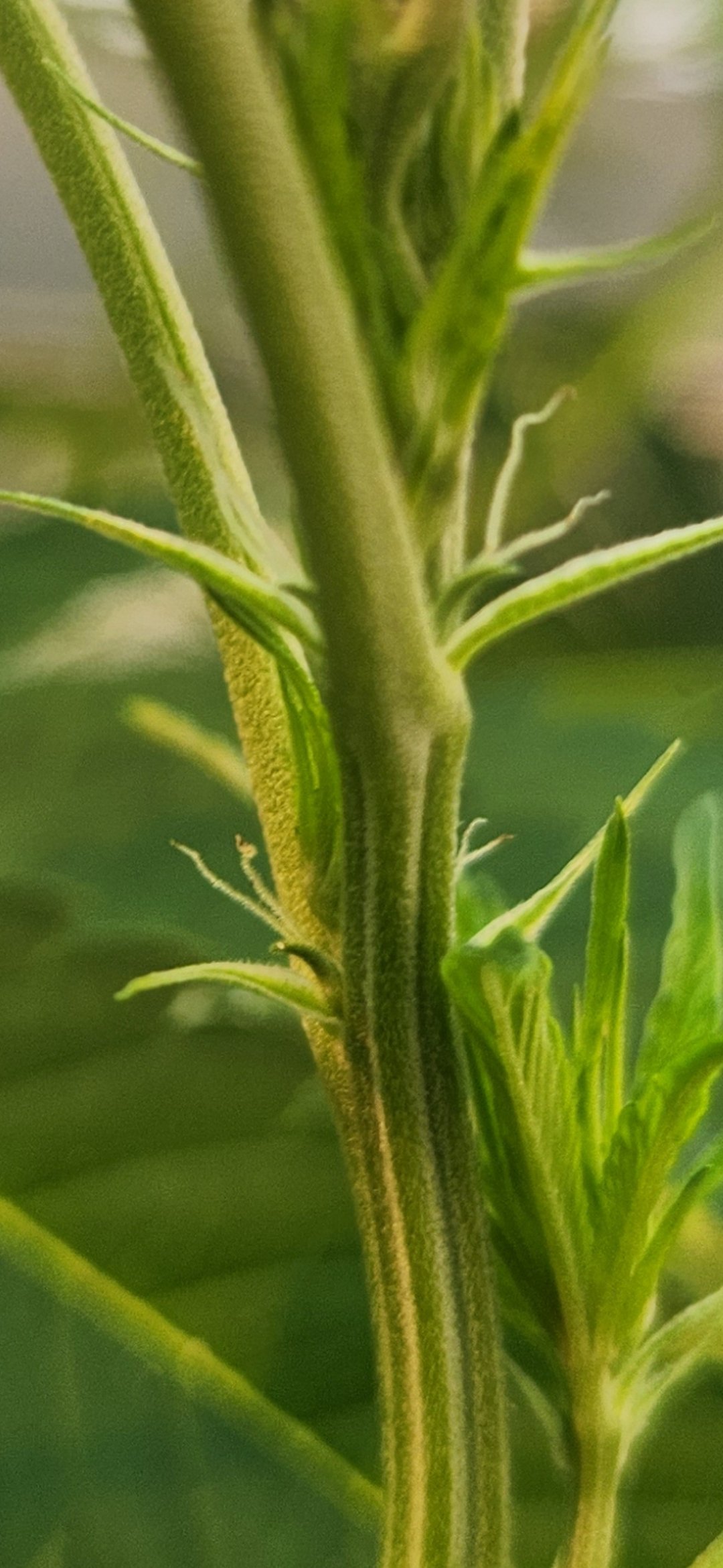 como ler planta antes mudar steering