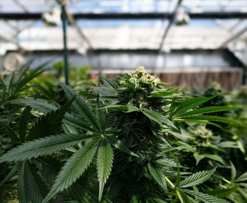vegetacao floracao transicao steering sem travar