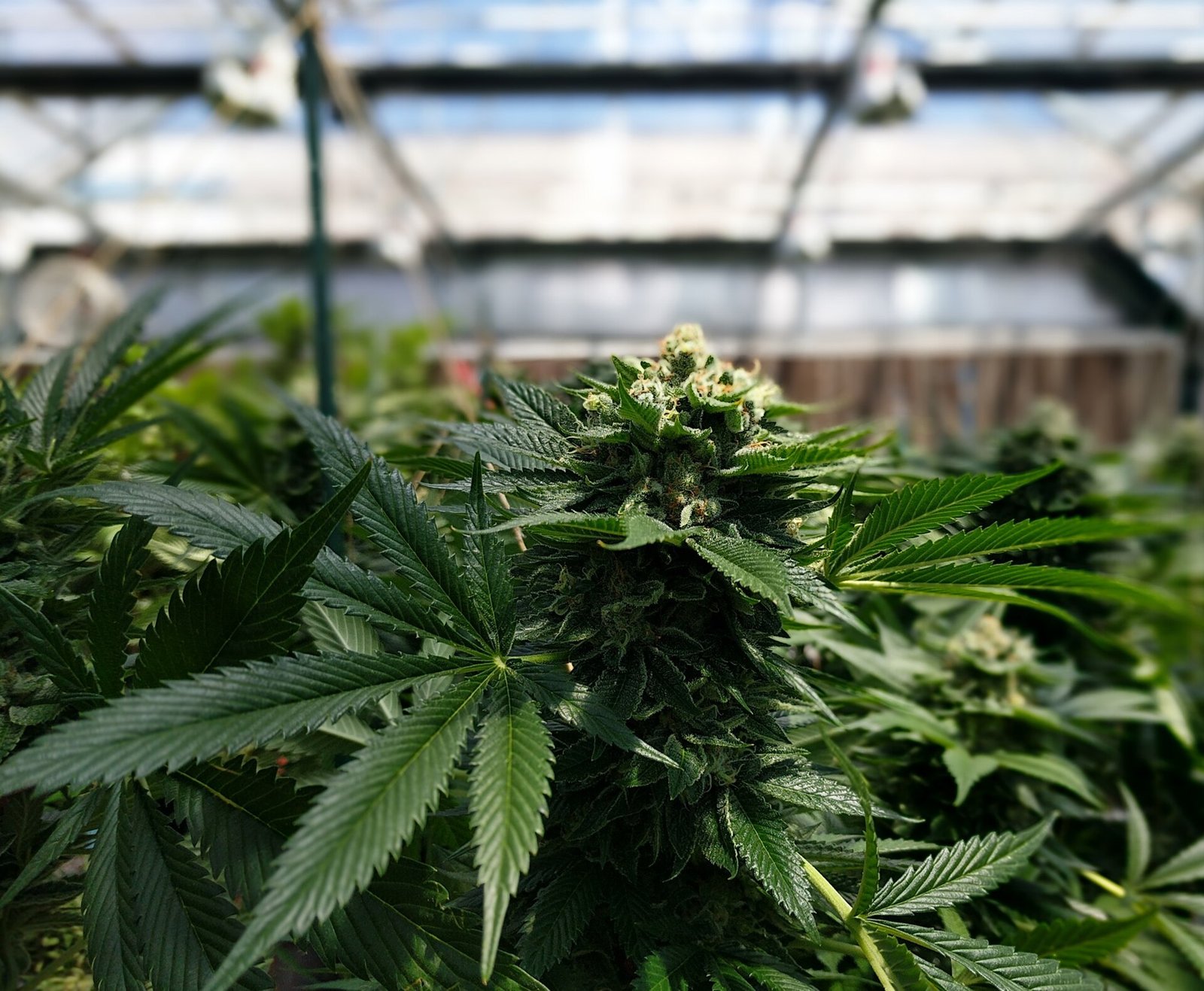 vegetacao floracao transicao steering sem travar